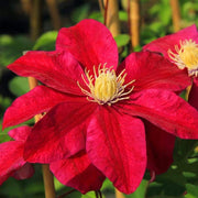 Red Clematis Seeds