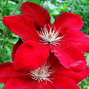 Red Clematis Seeds