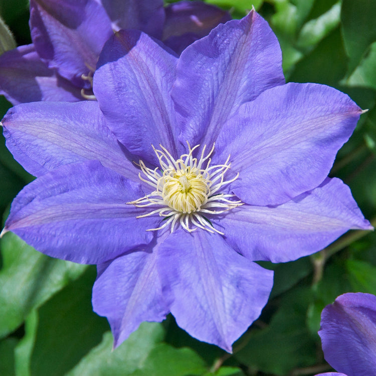 Blue Clematis Seeds