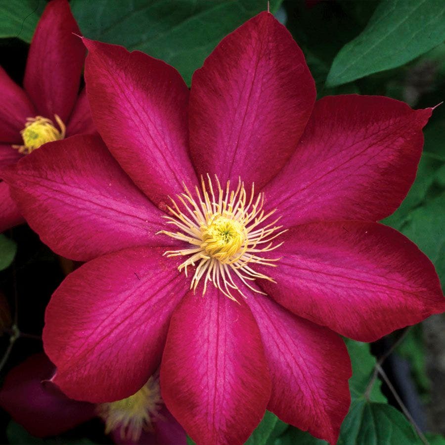 Bourbon Clematis Seeds