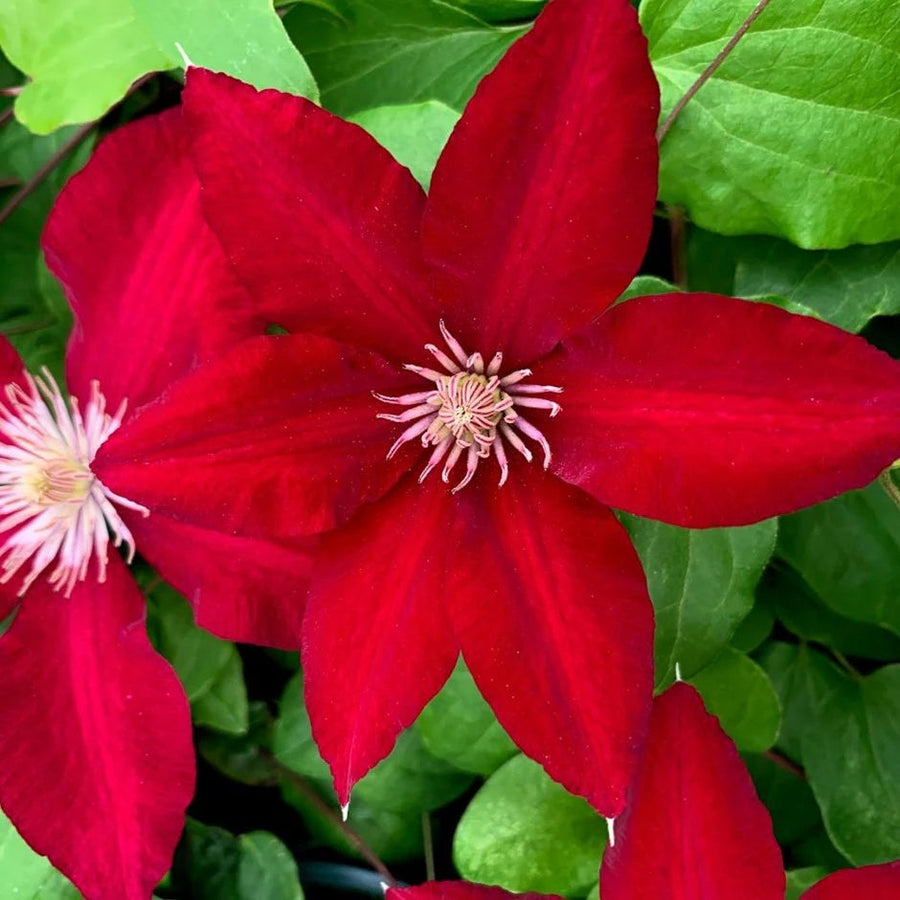 Bright Red Clematis Seeds