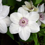 Brown White Clematis Seeds