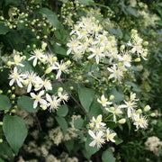 Clematis Seeds – Clematis spp.