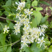Climbing Vine Clematis Seeds