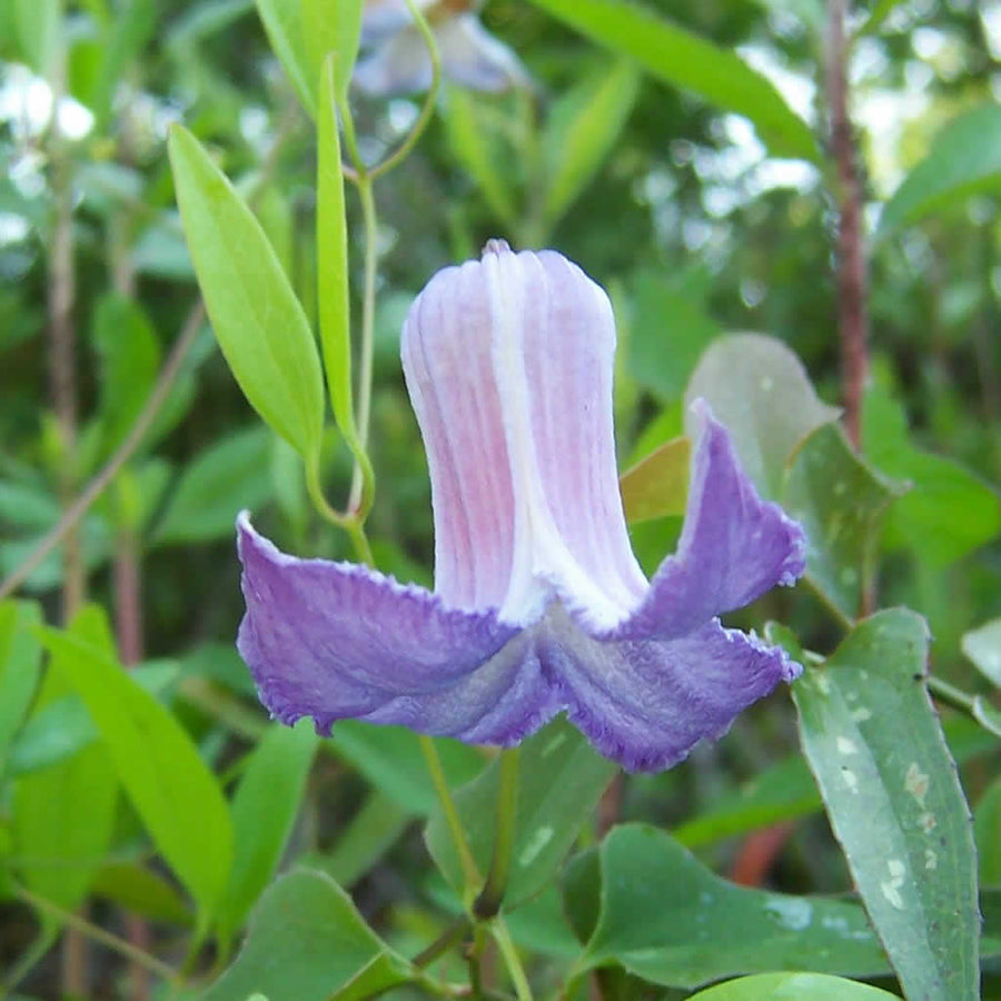 Crispa Clematis Seeds