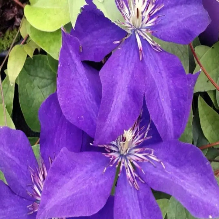 Dark Purple Clematis Seeds