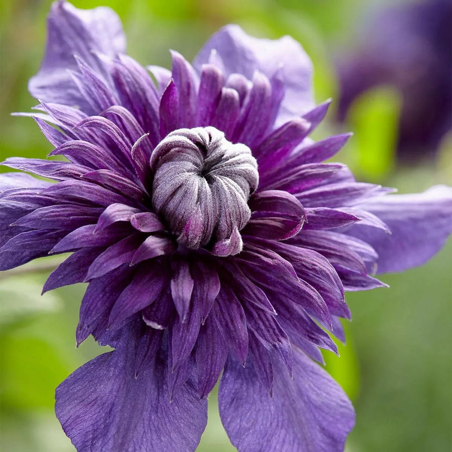 Double Purple Clematis Seeds