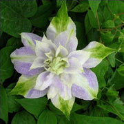 Double Purple & Green Clematis Seeds