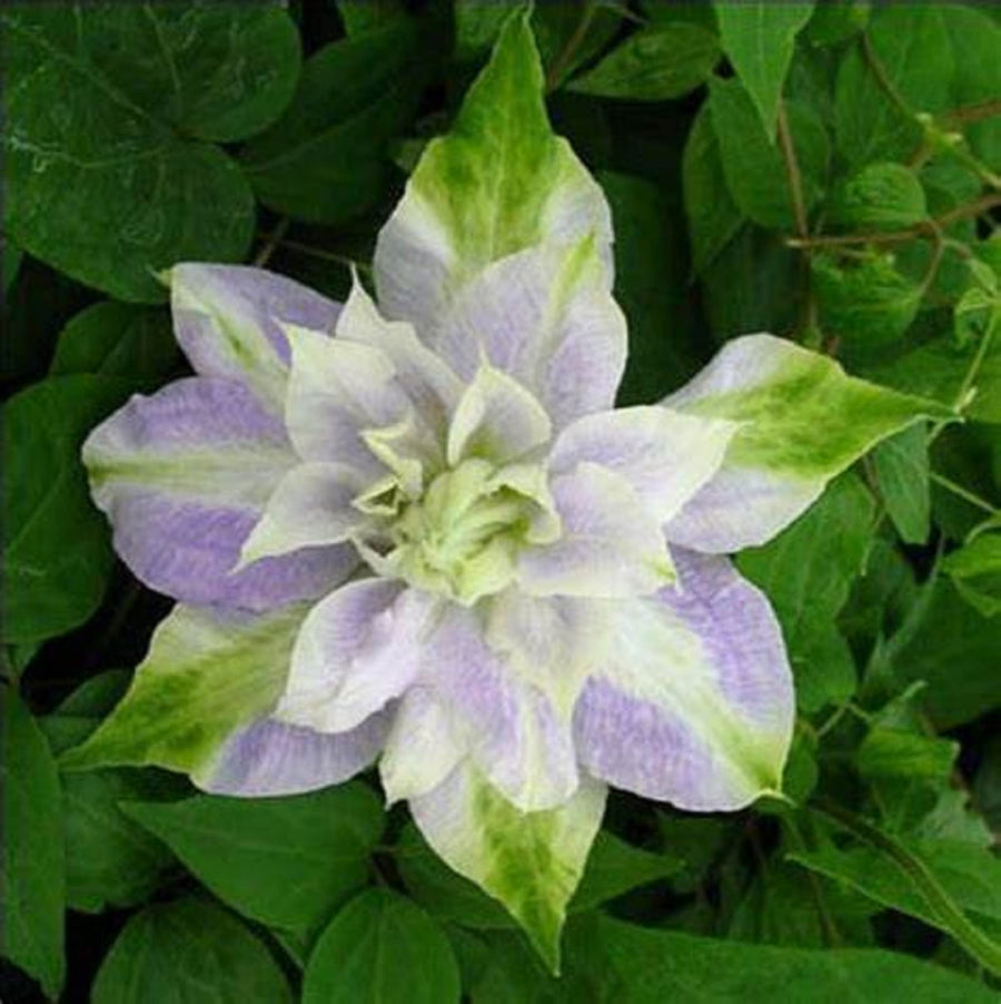 Double Purple & Green Clematis Seeds