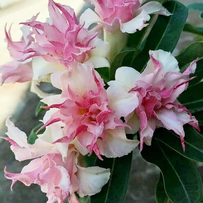 Double White Pink Clematis Seeds
