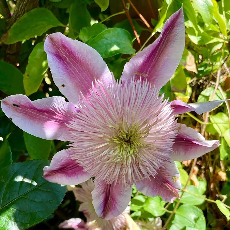 Empress Clematis Seeds