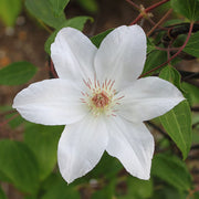 Henryi Clematis Seeds