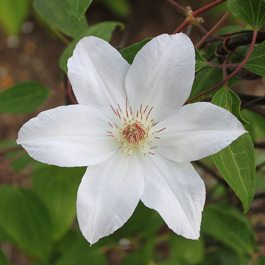 Henryi Clematis Seeds