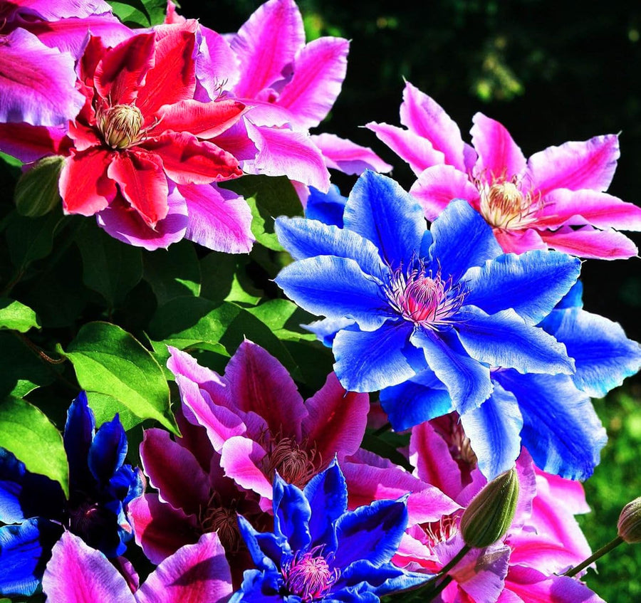 Mixed Colors Clematis Seeds