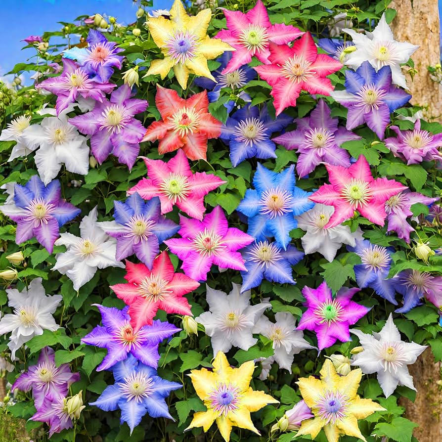 Mixed Varieties Clematis Seeds