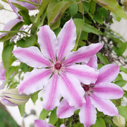 Nelly Moser Clematis Seeds