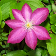 Pink Champagne Clematis Seeds