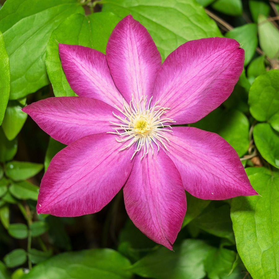 Pink Champagne Clematis Seeds