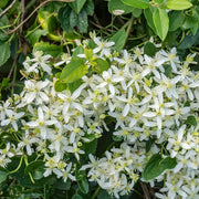 Clematis Seeds – Clematis spp.