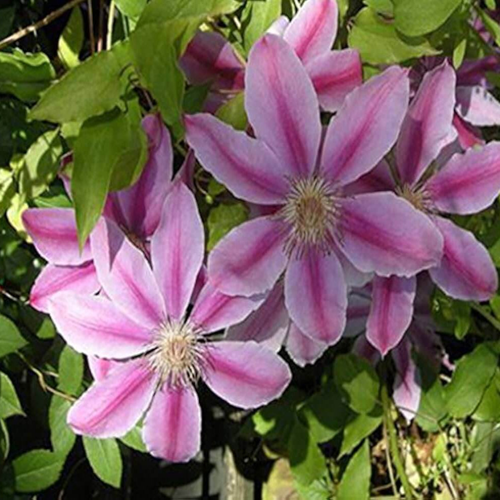 Purple Flower Mix Seeds, Heirloom Clematis
