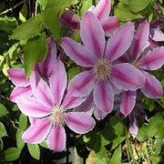 Purple Flower Mix Seeds, Heirloom Clematis