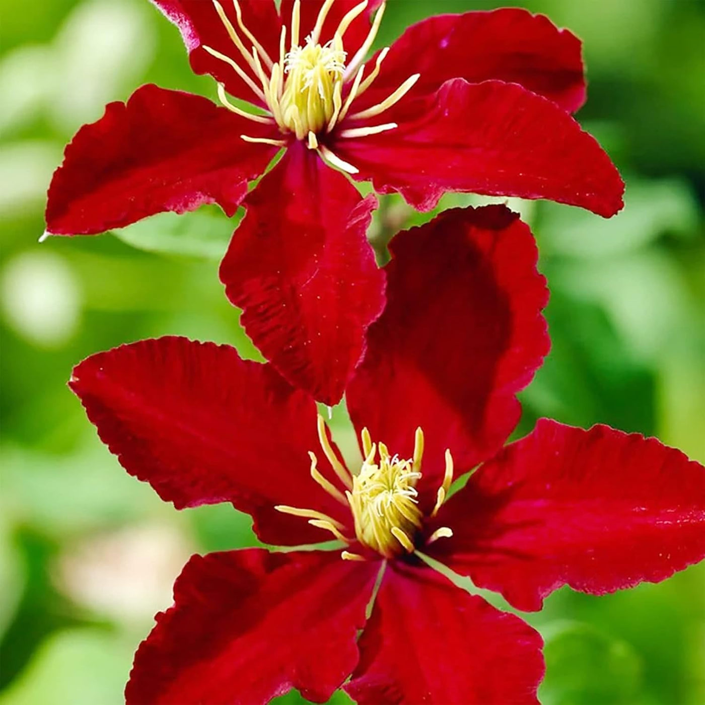 Red Clematis Seeds
