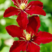 Red Clematis Seeds