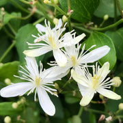 Sweet Autumn Clematis Seeds