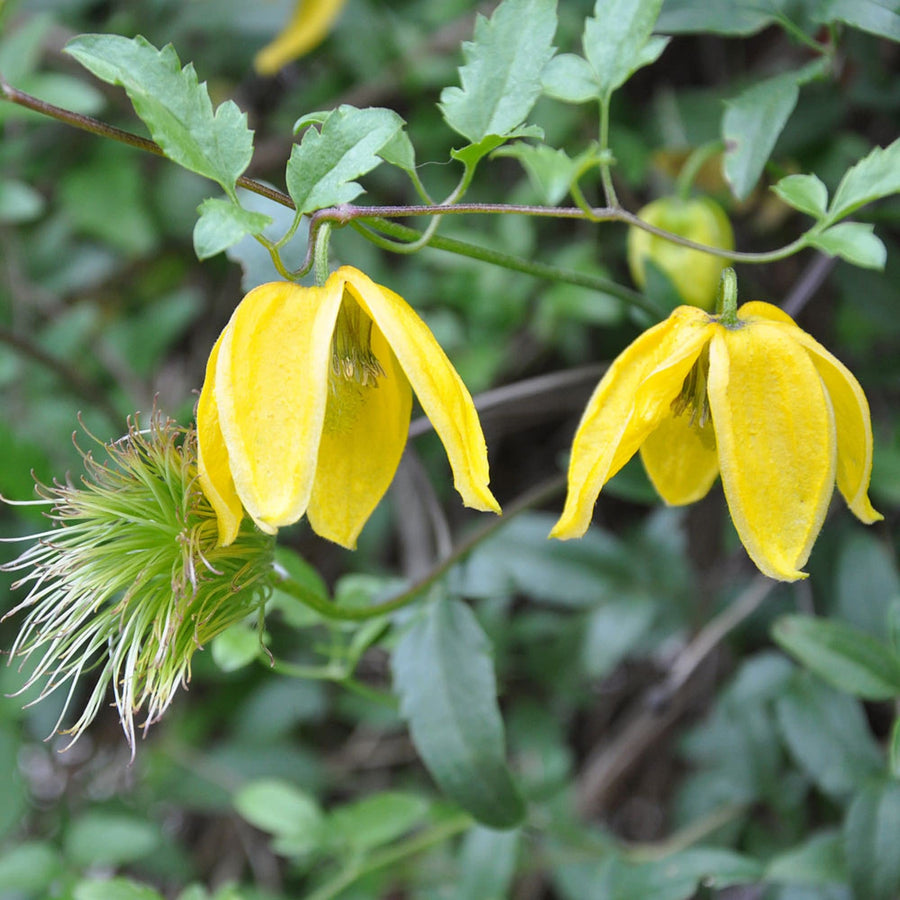 Tangutica Clematis Seeds