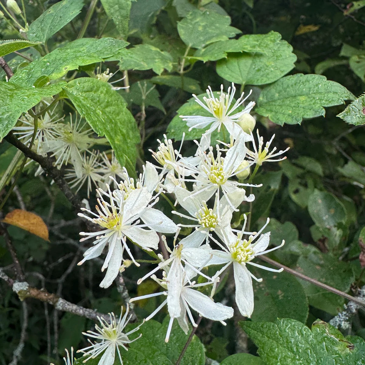 Virginiana Clematis Seeds