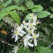 Virginiana Clematis Seeds