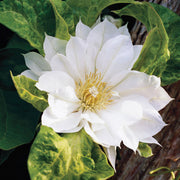 White Clematis Seeds