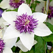 White and Purple Clematis Seeds