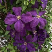 Wildflower Mix Clematis Seeds