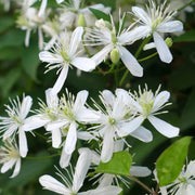 Sweet Autumn Clematis Seeds