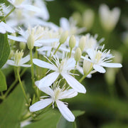 Sweet Autumn Clematis Seeds