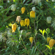 Tangutica Clematis Seeds