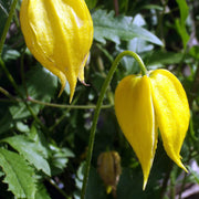 Tangutica Clematis Seeds