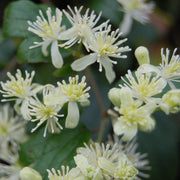 Virginiana Clematis Seeds