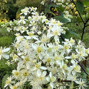 Virginiana Clematis Seeds