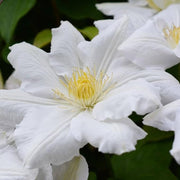 White Clematis Seeds