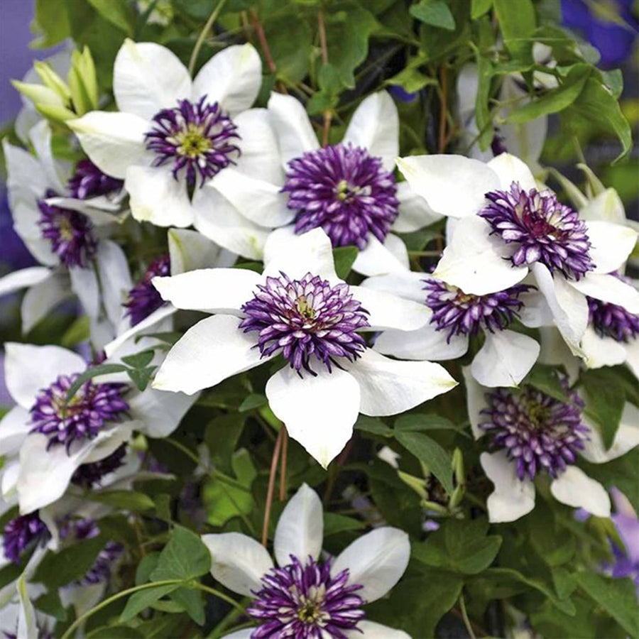 White and Purple Clematis Seeds
