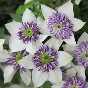 White and Purple Clematis Seeds