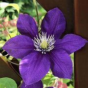 Wildflower Mix Clematis Seeds