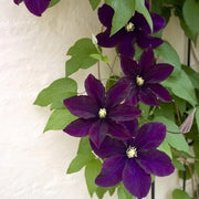 Wildflower Mix Clematis Seeds