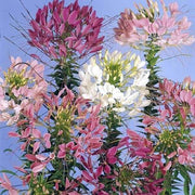 Queen Cleome Seeds