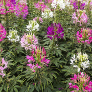 Queen Cleome Seeds