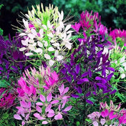 Queen Cleome Seeds