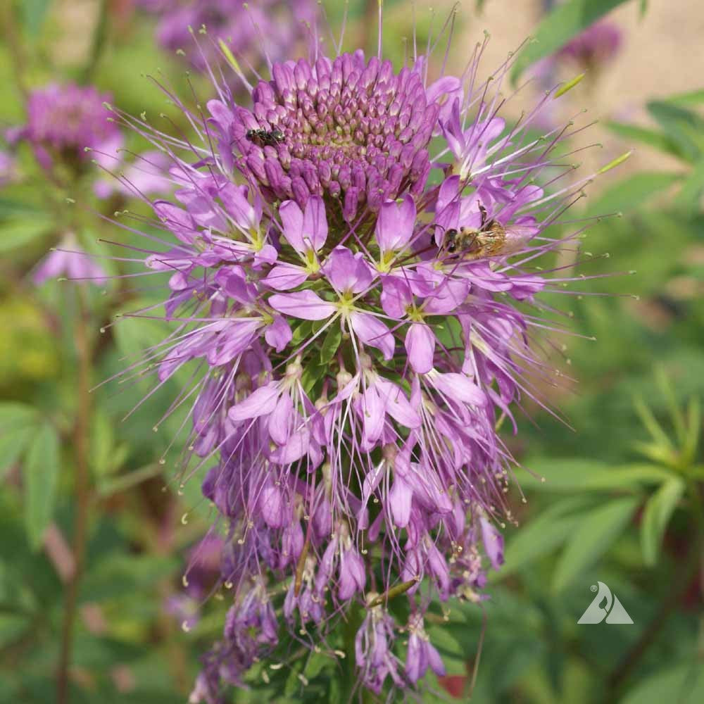 Serrulata Cleome Seeds
