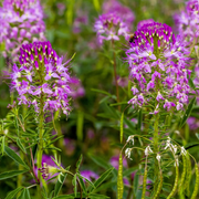 Serrulata Cleome Seeds